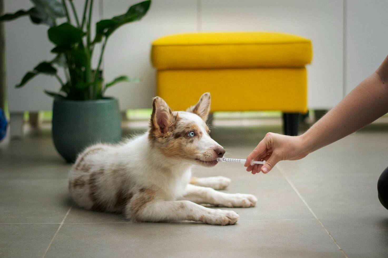 elaborer-le-repertoire-des-metiers-non-veterinaires